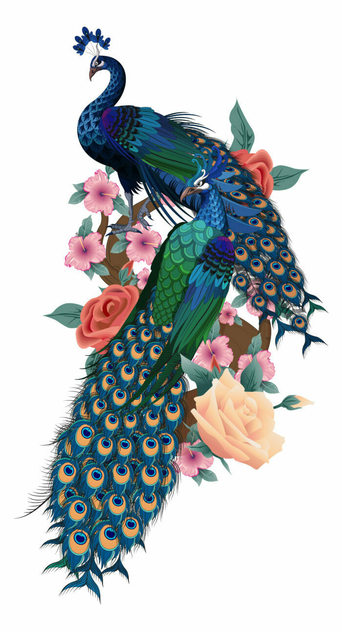 Vector Art is available in Peacock design